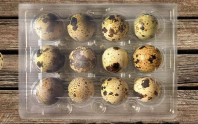 How To Choose The Right Quail Egg Tray: Standard Vs. Jumbo Dimensions & Fit