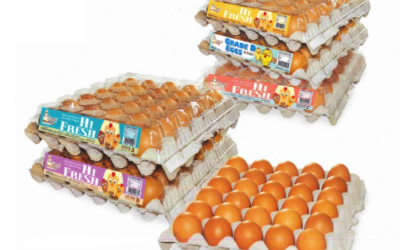 Leading 7 Recycled Paper Egg Tray Factories In Malaysia