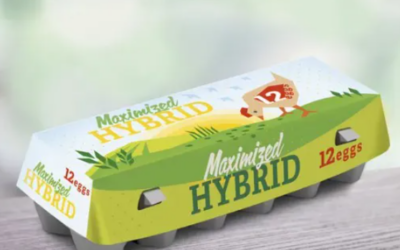 Top 10 Reliable Paper Egg Tray Manufacturers In Europe