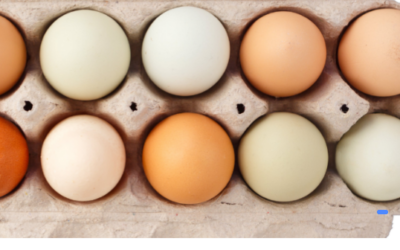 Best 8 Plastic Egg Tray Suppliers In North America For Wholesale Buyers