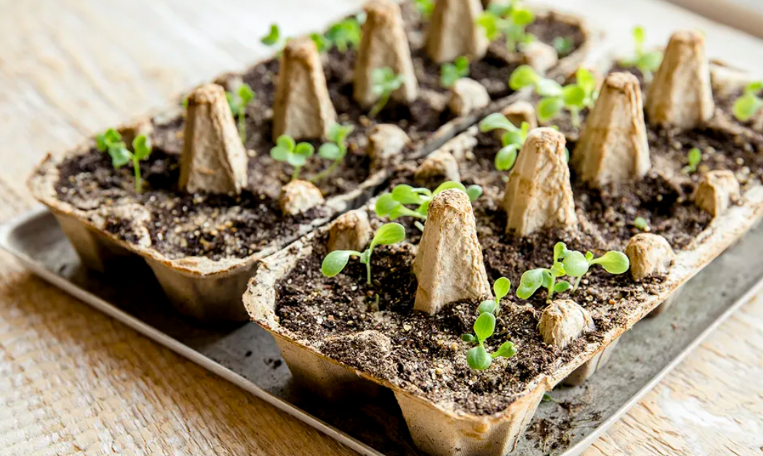 Can Egg Trays Be Used As Seedling Trays?