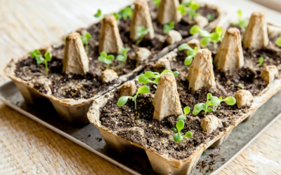 Can Egg Trays Be Used As Seedling Trays?